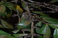 Memecylon angustifolium